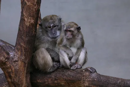 Comportamento homossexual entre primatas tem raízes evolutivas profundas, diz estudo