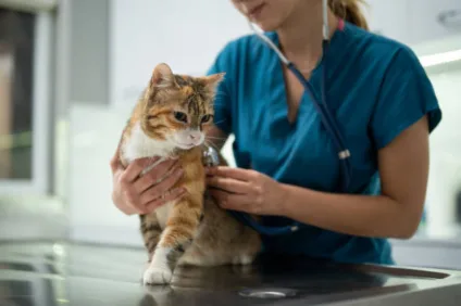 AIDS felina: vírus silencioso pode deixar gatos vulneráveis a infecções